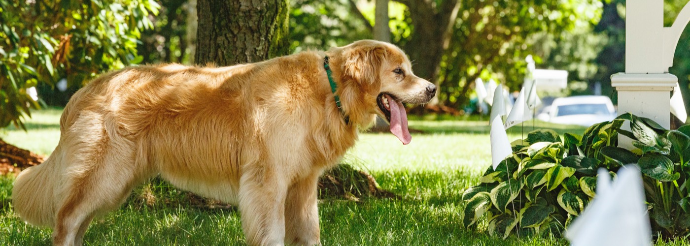 DogWatch of Reno-Tahoe and Sacramento, Reno, Nevada | Outdoor Hidden Dog Fences Slider Image