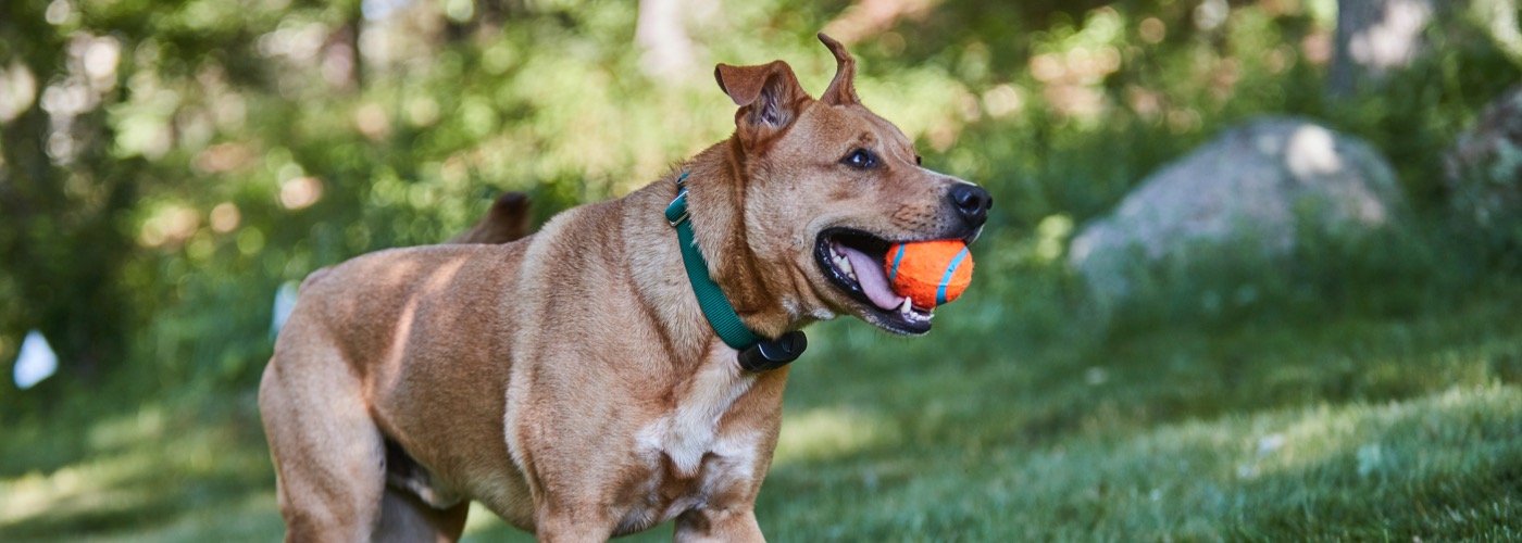 DogWatch of Reno-Tahoe and Sacramento, Reno, Nevada | ProFenceX Slider Image